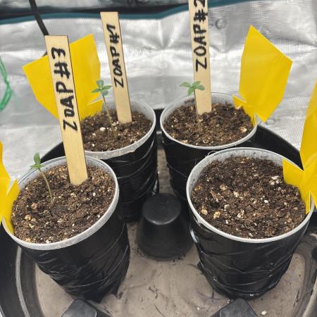 Zoap verzweiflungsgrow