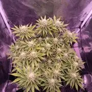 3.Grow Lemon tree