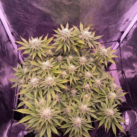 3.Grow Lemon tree