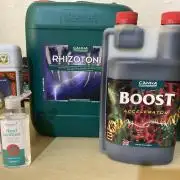 First coco Strawberry Sunset