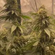 Strawberry Stardawg / Wedding Sunset