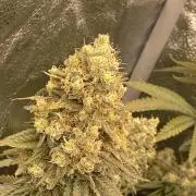 Strawberry Stardawg / Wedding Sunset