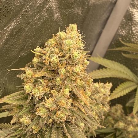 Strawberry Stardawg / Wedding Sunset