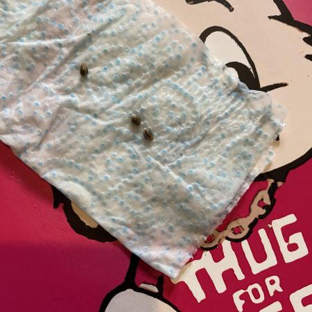 First coco Strawberry Sunset