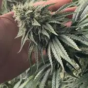 Strawberry Stardawg / Wedding Sunset