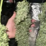 Northern Lights Auto