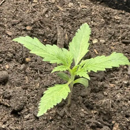 Purple Lemonade RF3