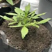 Purple Lemonade RF3