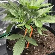 Banana Purple Punch Auto