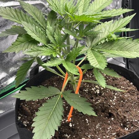 Banana Purple Punch Auto