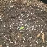 MephHeads Double Grape Grow Off