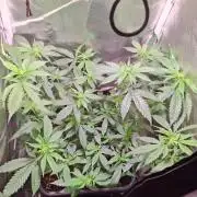 Haze Berry [Royal Queen Seeds]