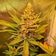 Haze Berry [Royal Queen Seeds]