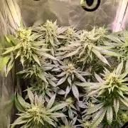 Haze Berry [Royal Queen Seeds]