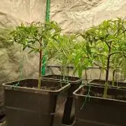 Haze Berry [Royal Queen Seeds]
