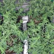 Haze Berry [Royal Queen Seeds]
