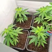 Haze Berry [Royal Queen Seeds]