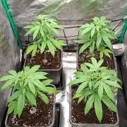 Haze Berry [Royal Queen Seeds]