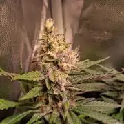 Haze Berry [Royal Queen Seeds]