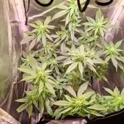 Haze Berry [Royal Queen Seeds]
