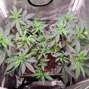 Haze Berry [Royal Queen Seeds]