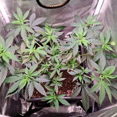 Haze Berry [Royal Queen Seeds]