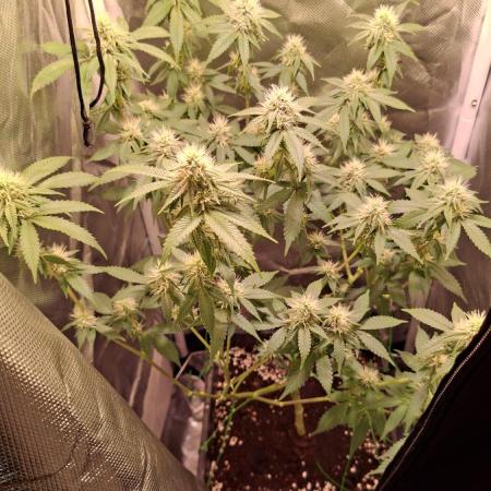 40x40 Gelato LowBudget-Grow (Q1W)