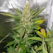 Haze Berry [Royal Queen Seeds]