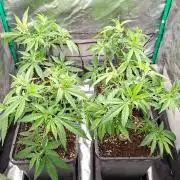 Haze Berry [Royal Queen Seeds]