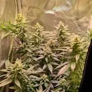 Haze Berry [Royal Queen Seeds]