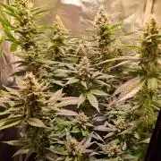 Haze Berry [Royal Queen Seeds]