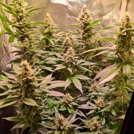 Haze Berry [Royal Queen Seeds]
