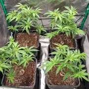 Haze Berry [Royal Queen Seeds]