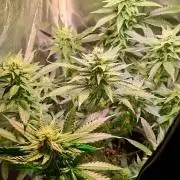 Haze Berry [Royal Queen Seeds]