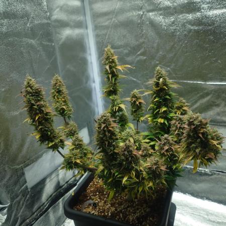 Sour Jealousy - First coco grow