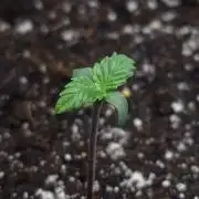 First indoor grow - Afghan Kush Auto