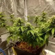 Sour Jealousy - First coco grow