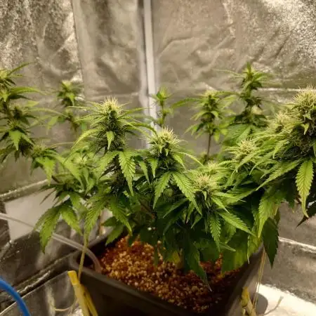 Sour Jealousy - First coco grow