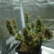 Sour Jealousy - First coco grow