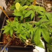 Sour Jealousy - First coco grow