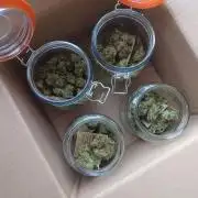 First indoor grow - Afghan Kush Auto