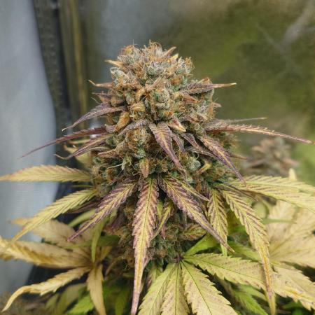 First indoor grow - Afghan Kush Auto