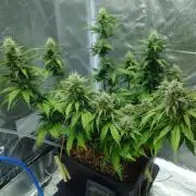 Sour Jealousy - First coco grow