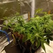 Sour Jealousy - First coco grow