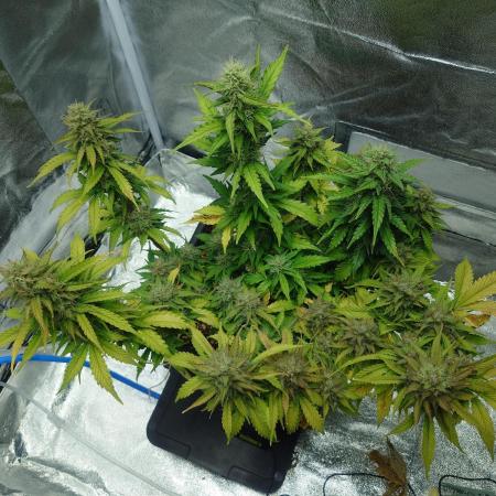 Sour Jealousy - First coco grow
