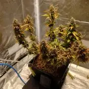 Sour Jealousy - First coco grow