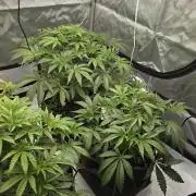 First indoor photo grow