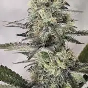 Ice Dream Cake
