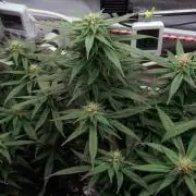 Big Maristuff ,very first grow