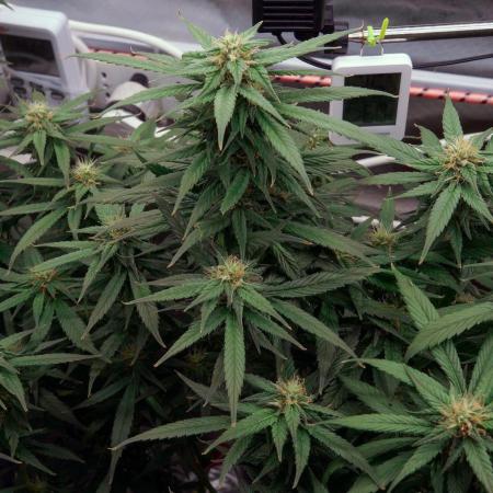 Big Maristuff ,very first grow